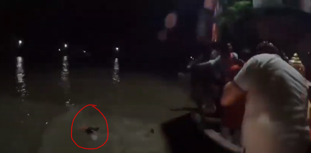 गणेश विसर्जन बना मातम: युवक गंगा में बहा, पुलिस व SDRF की टीम लगी तलाश में